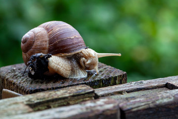 Schnecke Schneckenhaus Makro 