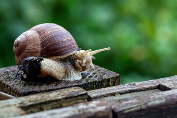 Schnecke Schneckenhaus Makro 