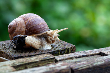 Schnecke Schneckenhaus Makro 