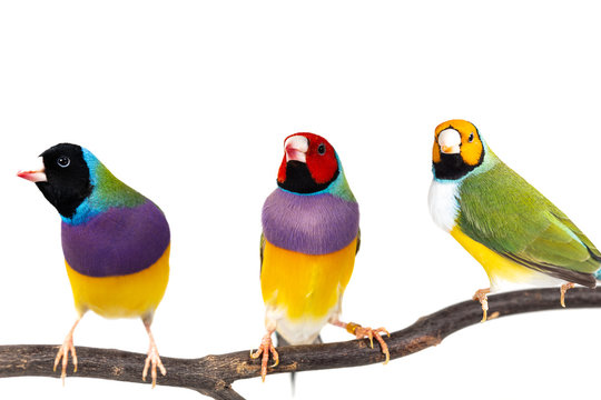 Gouldian Finch Bird