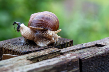 Schnecke Schneckenhaus Makro 