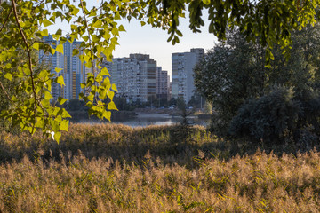 Autumn Field of Reed on City lake Shore and Modern Buildings behind arch of trees - Powered by Adobe