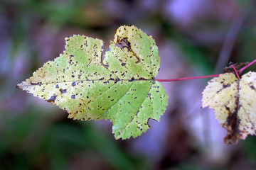 Twig with a green leaf on a blurred background. Pest-eaten leaves. Forest protection from pests, autumn season in the park.