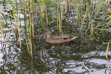 Urban Duck hiding in reed