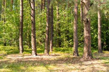 trees in a summer forest on a sunny day
