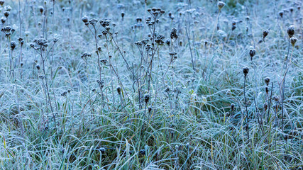 autumn grass in the morning covered with hoarfrost