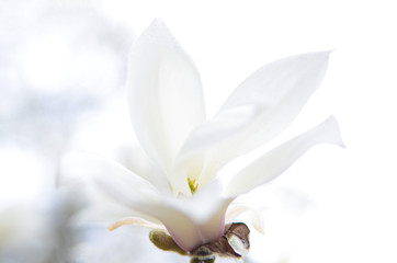 White magnolia flower on a white background close-up