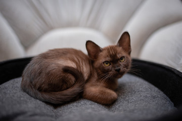 kitten scottish british cat burma munchkin animals
