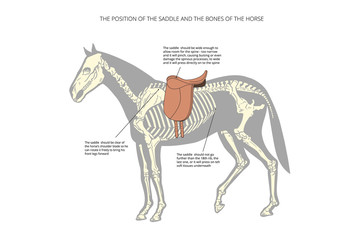Horse info graphic poster design. Vector illustration.