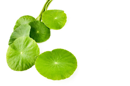 Asiatic Leaf Herb gotu kola, indian pennywort, centella asiatica, tropical herb isolated on white background. ayurveda herbal medicine inhibited or slowed growth of cancer cells Help prevent cancer
