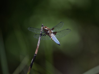 Close up of a dragonfly on a pond in nature