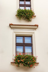 Fototapeta na wymiar Flowers outside the window on beige wall