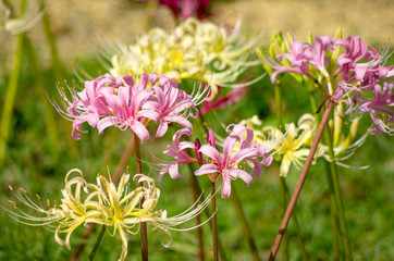 リコリス　白とピンク