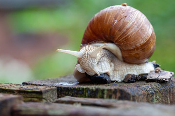 Schnecke Schneckenhaus Makro 