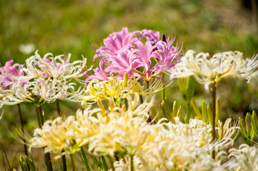 リコリス　白とピンク