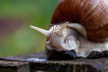 Schnecke Schneckenhaus Makro 