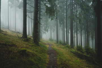 Obraz premium foggy forest path