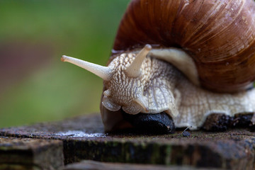 Schnecke Schneckenhaus Makro 