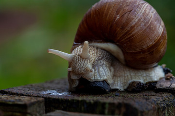 Schnecke Schneckenhaus Makro 