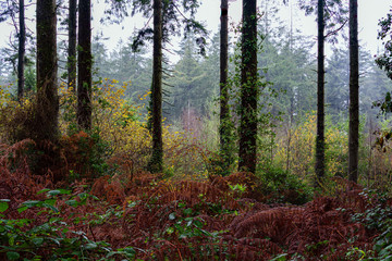 Naklejka premium autumnal woodland with fall colours cornwall uk 