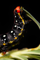 Caterpillar insect natural larva plant
