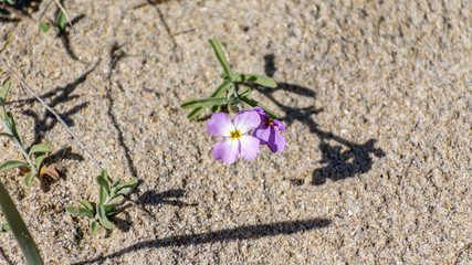 Flower of Malcolmia Littorea at Razo Beach. A Coruña, Spain