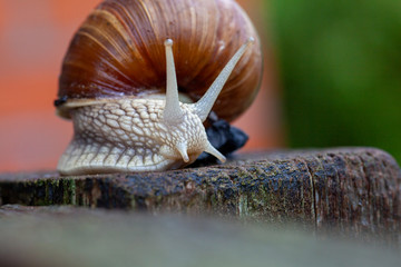 Schnecke Schneckenhaus Makro 