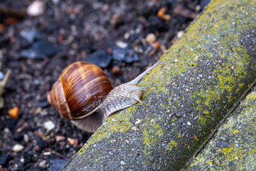 Schnecke Schneckenhaus Makro 