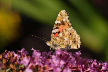 Distelfalter (Vanessa cardui)