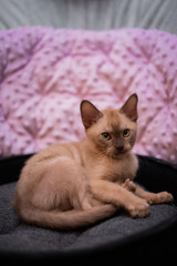 Plakat kitten scottish british cat burma munchkin animals