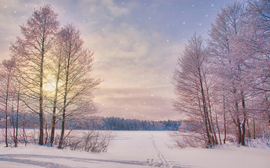 winter pink sunset in cold bare forest