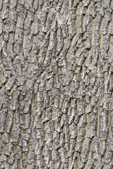 macro with oak rind seamless texture