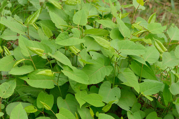 Japanischer Staudenknöterich (Fallopia japonica)