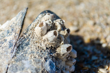 Rock with Barnacle, Razo Beach, A Coruña, Spain