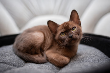Fototapeta na wymiar kitten Scottish British cat Burmese munchkin animals