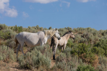 Obraz na płótnie Canvas Wild Horse Mare and Foal in Colorado in Summer