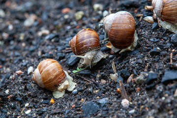 Schnecke Schneckenhaus Makro 