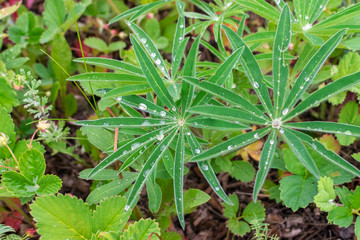 Many drops of water on fleecy leaves in shape of a star