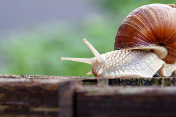 Schnecke Schneckenhaus Makro 