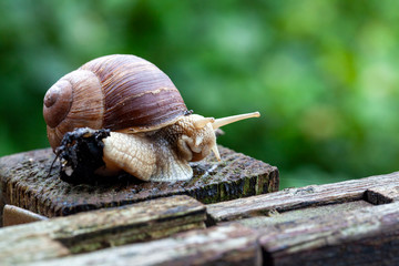 Schnecke Schneckenhaus Makro 
