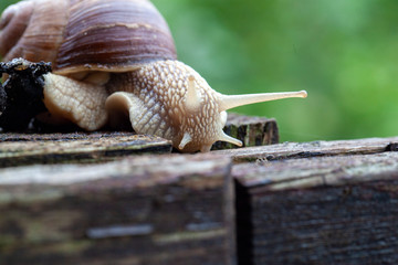 Schnecke Schneckenhaus Makro 