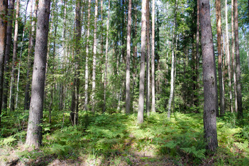 Obraz premium walk through the summer forest in the afternoon