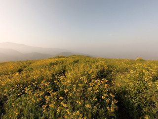 Flowers in Beautiful Peruvian landscape