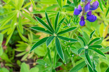 A drop of water on green leaf in the shape of a star after rain under the sun