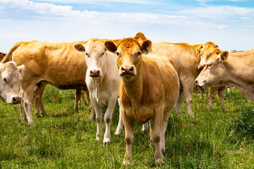 Beautiful beige cows of the blonde aquitaine breed of Europe. Beef animals