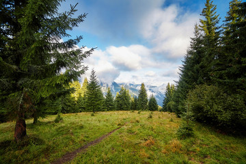 Fototapeta na wymiar tiful fir tree forrest with path scenic view, autumn rural landscape with cloudy sky. Adventure, mountain hiking. Moody light. Travel concept. Panoramic view background