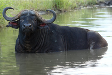 Obraz premium The African buffalo or Cape buffalo (Syncerus caffer) large male lying covered in small pond. Big bufallo in the water.