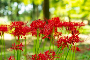 lycoris　曼殊沙華　ヒガンバナ