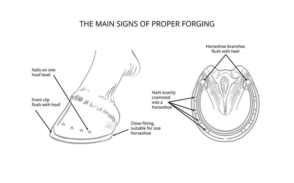 Horse info graphic poster design. Anatomy of horse hoof. Vector illustration.