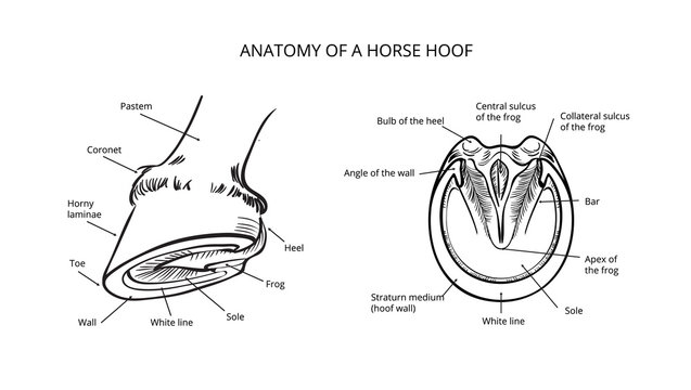 Horse info graphic poster design. Anatomy of horse hoof. Vector illustration.